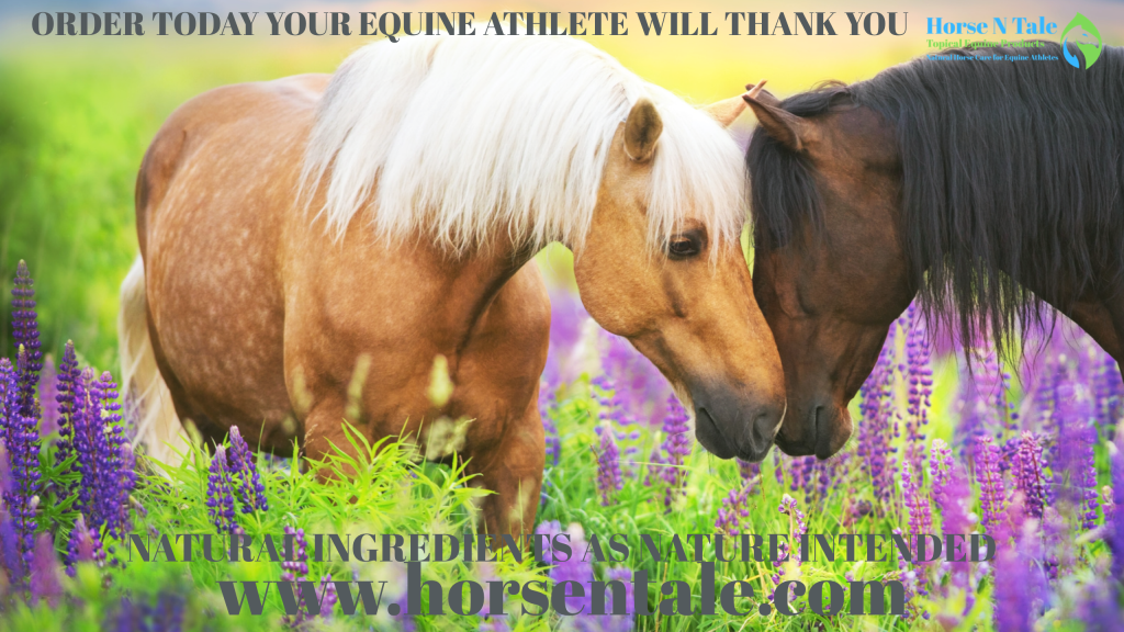 Horse n Tale, Horse N Tale, Women's Barrel Racing, equine athlete, buy now, product exchange, product exchange, Mane & Tail Detangler, Horse hooves, Hoof Conditioner, Horse Muscle Pain, Equine muscle pain relief, Horse Muscle Pain Relief, Horse Joint Pain Relief, Joint Pain Relief for horses, Joint Pain Relief, Horse Shampoo and Conditioner, Horse N Tale, Horse n Tale Topical Equine Products, topical equine products, natural horse care, Horse products, Horse n tale, topical equine products, natural horse care, horse products, horse supplies, topical equine products, natural products, botanical products, Horse N Tale, Horse n Tale Topical Equine Products, topical equine products, natural horse care, horse supplies, Horse products, Natural horse care, natural horse care store, horse n tale topical equine products, natural horse for equine athletes, equine athlete, equine athletes, Horse N Tale, Horse n Tale Topical Equine Products, topical equine products, natural horse care, horse supplies, Horse products, Horse n tale, topical equine products, natural horse care, horse products, horse supplies, topical equine products, natural products, botanical products, Horse N Tale, Horse n Tale Topical Equine Products, topical equine products, natural horse care, horse supplies, Horse products, natural ingredients, natural ingredients as nature intended,
