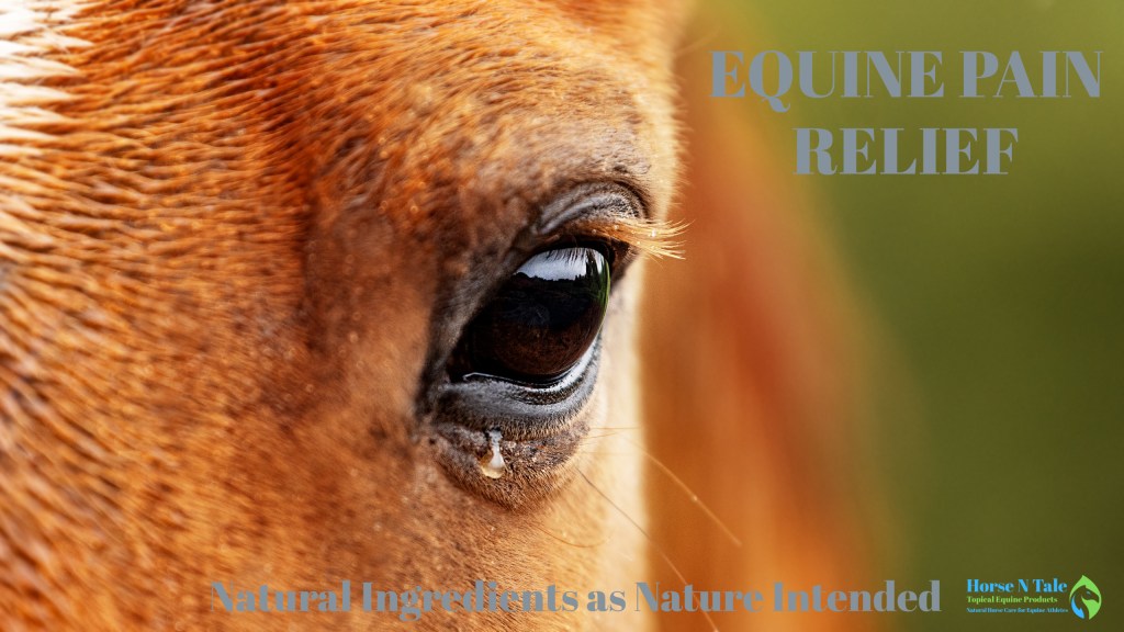 PAIN KILLER Horse N Tale Topical Equine Products