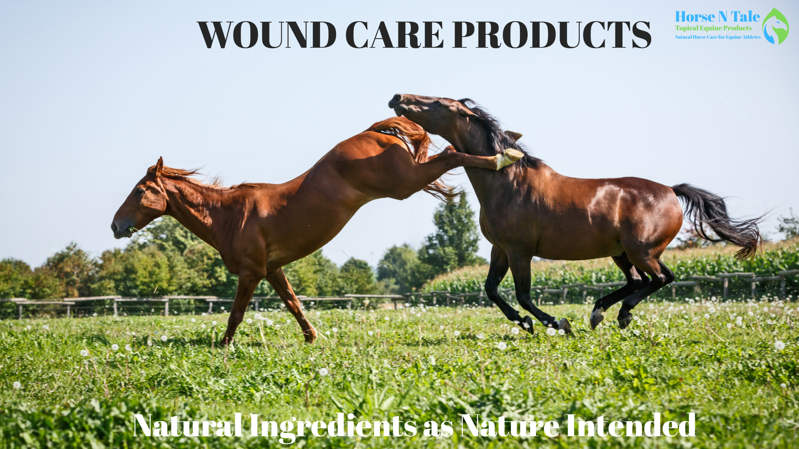 Horse Wound Spray, Horse Wound Ointment, Horse Wound, Wound Spray For Horses, wound spray for horses, horse wound spray, horse wound ointment, wound care, wound care product, horse wound care products, horse wound care, horse wound, equine wound care, horse wound spray, horse wound ointment, horse wound care products, Equine wound, heal Ez, equine wound, horse wound, equine wound care, wound, cuts, wound care products, wound care equine, wound care, Horse N Tale, Horse n Tale Topical Equine Products, topical equine products, natural horse care, horse supplies, Horse products, Horse n tale, topical equine products, natural horse care, horse products, horse supplies, topical equine products, natural products, botanical products, Horse N Tale, Horse n Tale Topical Equine Products, topical equine products, natural horse care, horse supplies, Horse products, natural ingredients, natural ingredients as nature intended, Heal Ez, Wound care, equine wound care, horse wound, equine wound product, wound, cut, wound care equine, equine wound care heal ez, Equine Wound Care Heal Ez, equine wound care products, wound care for horses legs, antiseptic cream for horses, horse wound care spray, horse wound healing, spray for horses wounds, equine wound management, best ointment for horse wounds, equine wound spray, horse ointment for cuts, equine wound care, cut and heal for horses, best wound care for horses, horse wound care, horse wound spray, horse wound ointment, horse wound, horse wound care products, horse wound treatment, wound cream for horses, Equine Wound Care, Equine Wound, heal Ez, equine wound, horse wound, equine wound care, wound, cuts