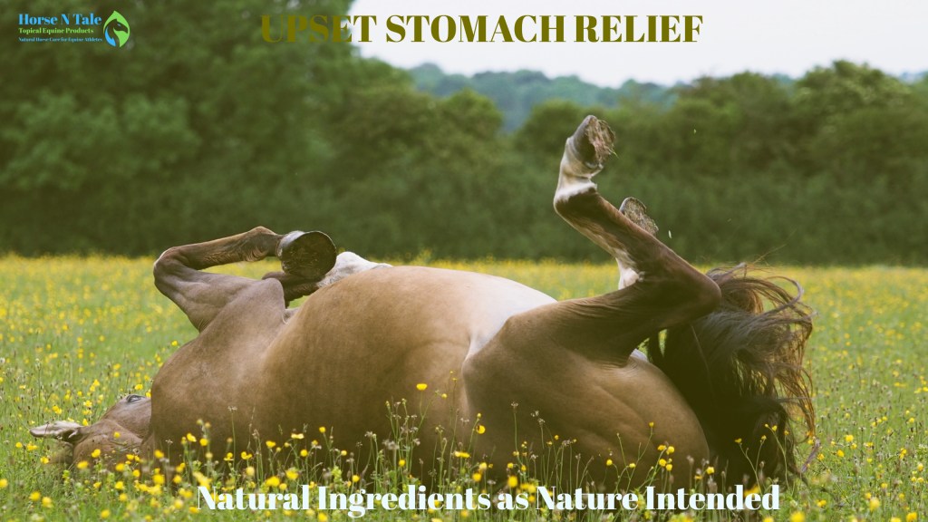 Horse Stomach Pain in Winter Horse N Tale Topical Equine Products