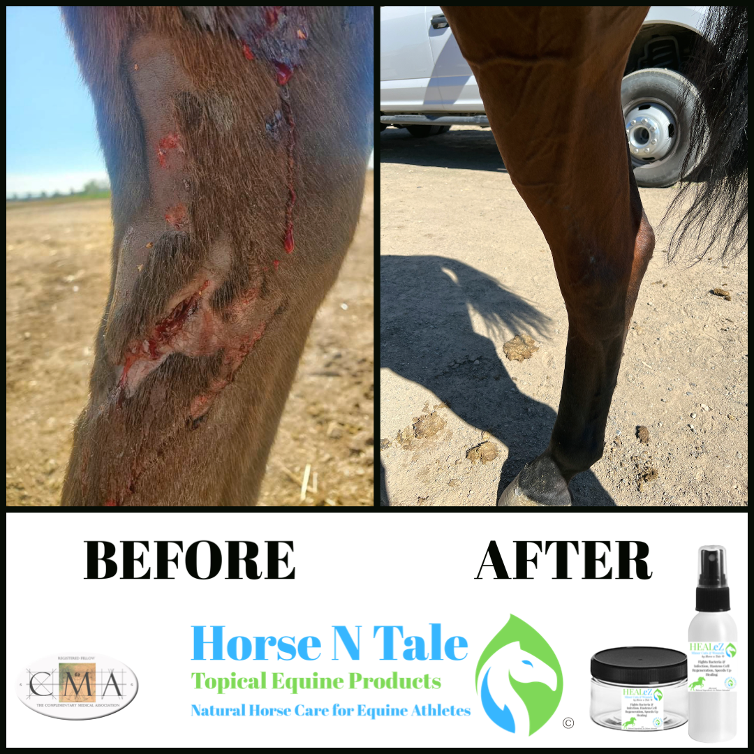 Horse Wound Spray, Horse Wound Ointment, Horse Wound, Wound Spray For Horses, horse wound spray, horse wound ointment, wound care, wound care product, horse wound care products, horse wound care, horse wound, equine wound care, horse wound spray, horse wound ointment, horse wound care products, Equine wound, heal Ez, equine wound, horse wound, equine wound care, wound, cuts, wound care products, wound care equine, wound care, Horse N Tale, Horse n Tale Topical Equine Products, topical equine products, natural horse care, horse supplies, Horse products, Horse n tale, topical equine products, natural horse care, horse products, horse supplies, topical equine products, natural products, botanical products, Horse N Tale, Horse n Tale Topical Equine Products, topical equine products, natural horse care, horse supplies, Horse products, natural ingredients, natural ingredients as nature intended, Heal Ez, Wound care, equine wound care, horse wound, equine wound product, wound, cut, wound care equine, equine wound care heal ez, Equine Wound Care Heal Ez, equine wound care products, wound care for horses legs, antiseptic cream for horses, horse wound care spray, horse wound healing, spray for horses wounds, equine wound management, best ointment for horse wounds, equine wound spray, horse ointment for cuts, equine wound care, cut and heal for horses, best wound care for horses, horse wound care, horse wound spray, horse wound ointment, horse wound, horse wound care products, horse wound treatment, wound cream for horses, Equine Wound Care, Equine Wound, heal Ez, equine wound, horse wound, equine wound care, wound, cuts.