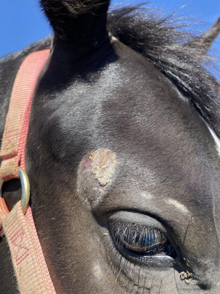 SkinEz, Rain Rot, Itch Relief, Equine Skin Care, skin care, skinEz skin care, equine skin care, equine skin products, equine rain rot, equine itch, equine itching, Skin Care Products, Equine Skin Care, Skin Care, Horse Skin Care, Equine Skin Care Products, Horse N Tale, Horse n Tale Topical Equine Products, topical equine products, natural horse care, Horse N Tale, SkinEz, Rain Rot, Itch Relief, Equine Skin Care, skin care, skinEz skin care, equine skin care, equine skin products, equine rain rot, equine itch, equine itching, Skin Care Products, Equine Skin Care, Skin Care, Horse Skin Care, Equine Skin Care Products, Horse N Tale, Horse n Tale Topical Equine Products, topical equine products, natural horse care, ringworm, rain rot, rain scald, itching, www.horsentale.com, horse skin care, hives, creeping crud, skin scurf