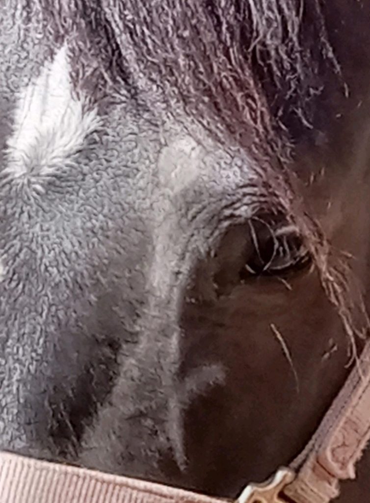 SkinEz, Rain Rot, Itch Relief, Equine Skin Care, skin care, skinEz skin care, equine skin care, equine skin products, equine rain rot, equine itch, equine itching, Skin Care Products, Equine Skin Care, Skin Care, Horse Skin Care, Equine Skin Care Products, Horse N Tale, Horse n Tale Topical Equine Products, topical equine products, natural horse care, Horse N Tale, SkinEz, Rain Rot, Itch Relief, Equine Skin Care, skin care, skinEz skin care, equine skin care, equine skin products, equine rain rot, equine itch, equine itching, Skin Care Products, Equine Skin Care, Skin Care, Horse Skin Care, Equine Skin Care Products, Horse N Tale, Horse n Tale Topical Equine Products, topical equine products, natural horse care, ringworm, rain rot, rain scald, itching, www.horsentale.com, horse skin care, hives, creeping crud, skin scurf